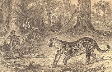 Archivo:Belt Thomas jaguar frontispiece