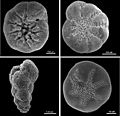 Benthic foraminifera