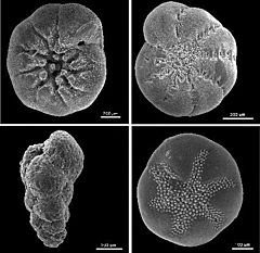 Archivo:Benthic foraminifera