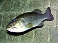 Blackbass