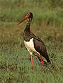Blackstorksmall