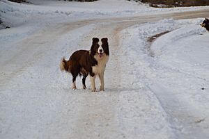 Archivo:Border Collie chocolate (Brasil o Boule de los Baganicos)