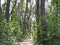 Bosque de Coihues