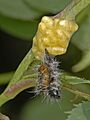 Braconidae - Cotesia glomerata - Cocoons