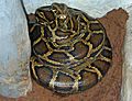 Brooding female Python molurus bivittatus