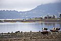 Caleta el manzano (21992171350)