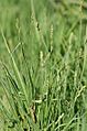Carex.curta.2