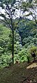 Cascada Tavidá
