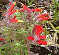Castilleja irazuensis (10539712043)