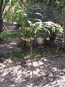 Chamaedorea oblongata3.jpg