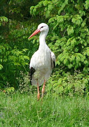 Archivo:Ciconia ciconia