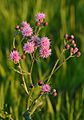 Cirsium arvense - põldohakas