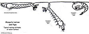 Archivo:Comstock Mosquito Larvae IMG 6216