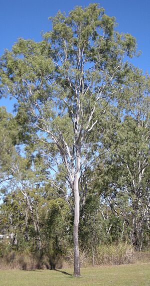Archivo:Corymbia tesselaris