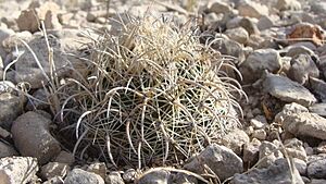 Archivo:Coryphantha kracikii 6
