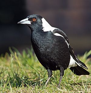 Archivo:Cracticus tibicen hypoleuca male domain