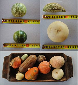 Archivo:Cucurbita maxima subsp. andreana decorative mini bitter squash