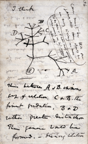 Archivo:Darwin Tree 1837