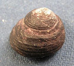 Diloma zelandica 001.jpg