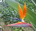 DirkvdM bananaflower