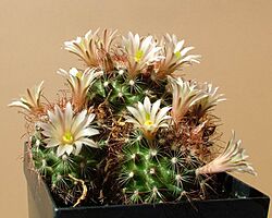 Dolichothele saffordii Kh016b (M.carretii) Khanon Ss201.jpg