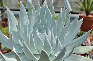 Archivo:Dudleya Brittonii