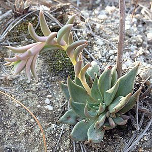 Archivo:Echeveria heterosepala planta