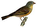 Emberiza hortulana 2