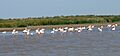 FLAMENCOS COMIENDO