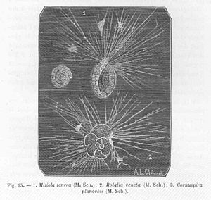 Archivo:FMIB 47007 Miliola tenera (MSch)-1, Rotalia veneta (M Sch)-2, Cornuspira planorbis (MSch)-3