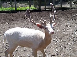 Fallow Deer Animal Exhibit Polar Caves Park Rumney New Hampshire.jpg