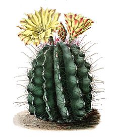 Archivo:Ferocactus hamatacanthus ssp hamatacanthus BlKakteen Tafel 9
