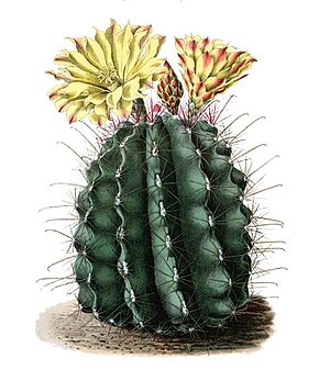 Archivo:Ferocactus hamatacanthus ssp hamatacanthus BlKakteen Tafel 9