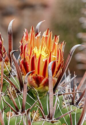 Archivo:Ferocactus herrerae 002