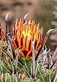 Ferocactus herrerae 002