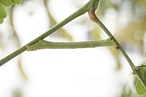 Archivo:Geometridae fam. larva on Acacia gen. tree 01