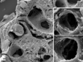 Glomerulo Capilares 3D