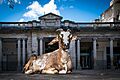 Goat in Guatemala City's main square