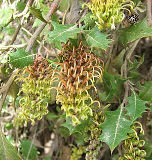 Archivo:Grevillea bedggoodiana