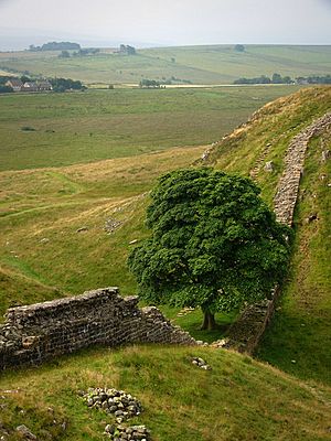 Archivo:Hadrian's Wall, Sycamore Gap - geograph.org.uk - 907941