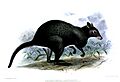 HalmaturusLuctuosusKeulemans