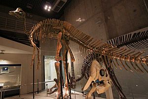 Archivo:Hypacrosaurus skeleton