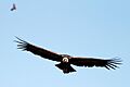 IMG 3228Colca condor
