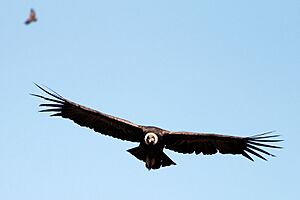 Archivo:IMG 3228Colca condor