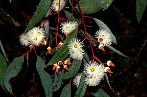 Archivo:Jarrah - Eucalyptus marginata