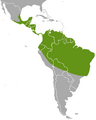 Kinkajou area