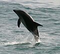 Lagenorhynchus obscurus 7082