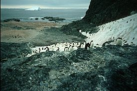 Lagotellerie Island penguin colony.jpg