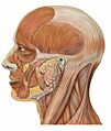 Lateral head anatomy