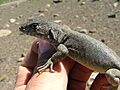 Liolaemus thermarum